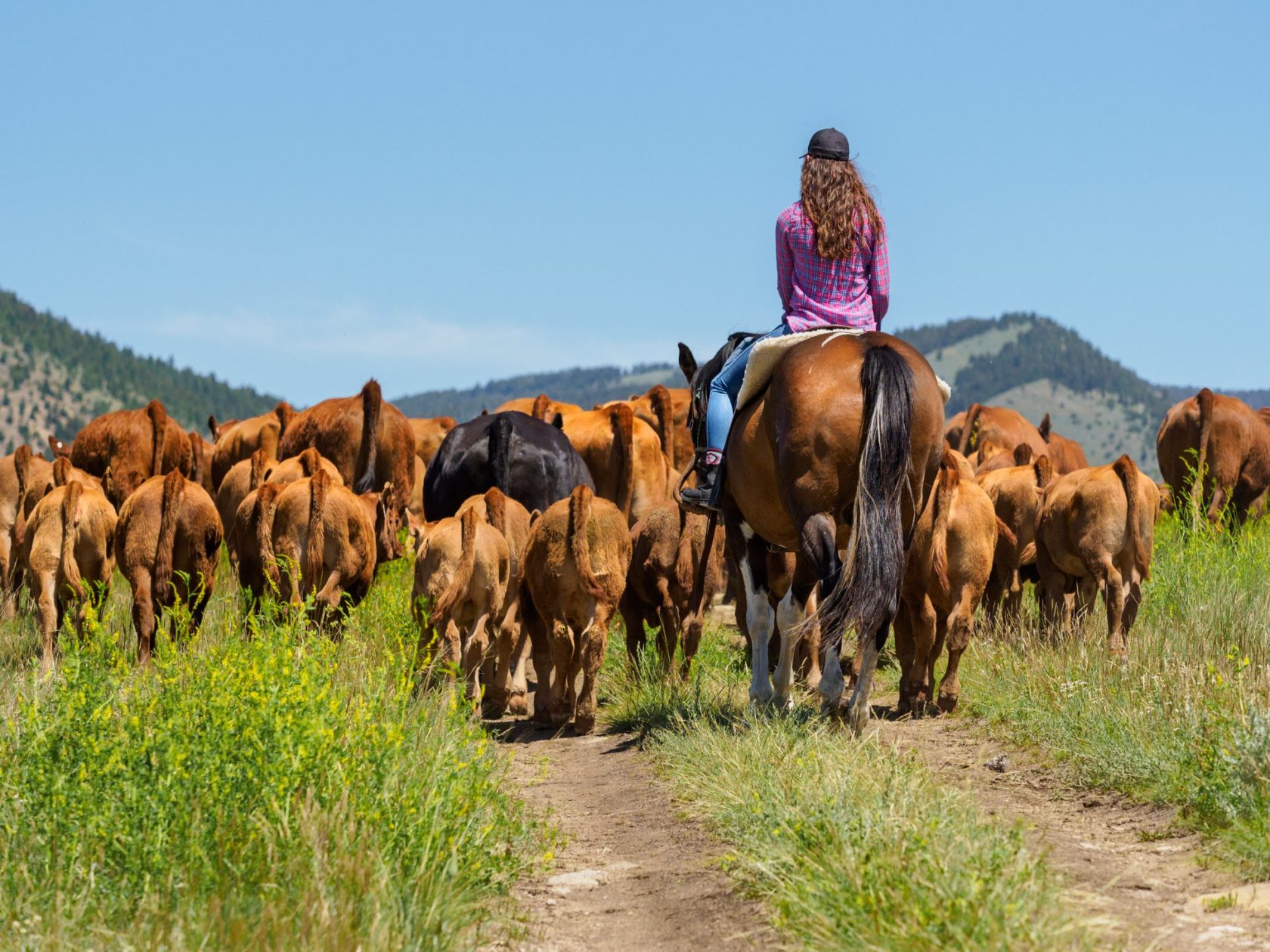 Working Cattle Ranches in the West | The Dude Ranchers' Association