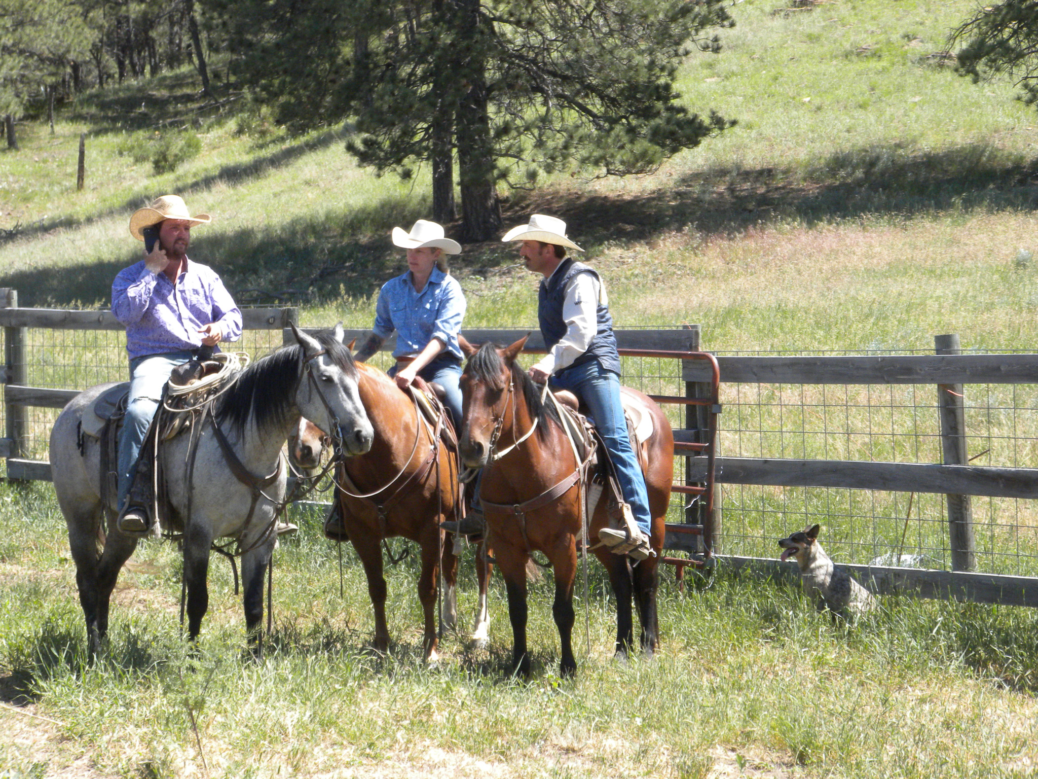 Working Cattle Ranches In The West The Dude Ranchers Association