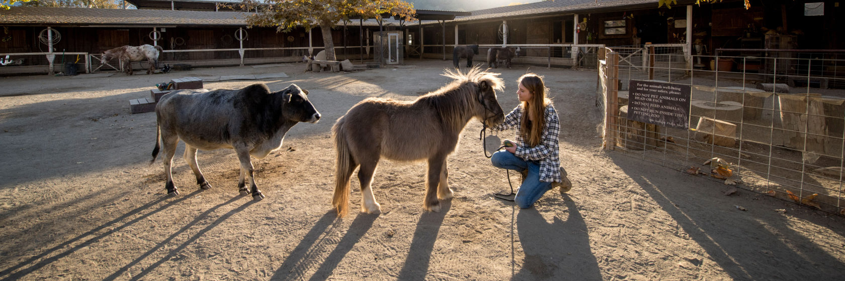 Girl kneeling to pet a miniature horse