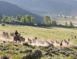Cowgirl leading a gather of horses at A Bar A Ranch