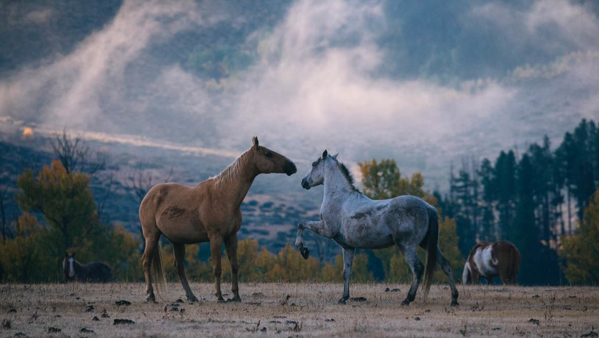 Horses playing in a field with fog on mountains at A Bar A Ranch