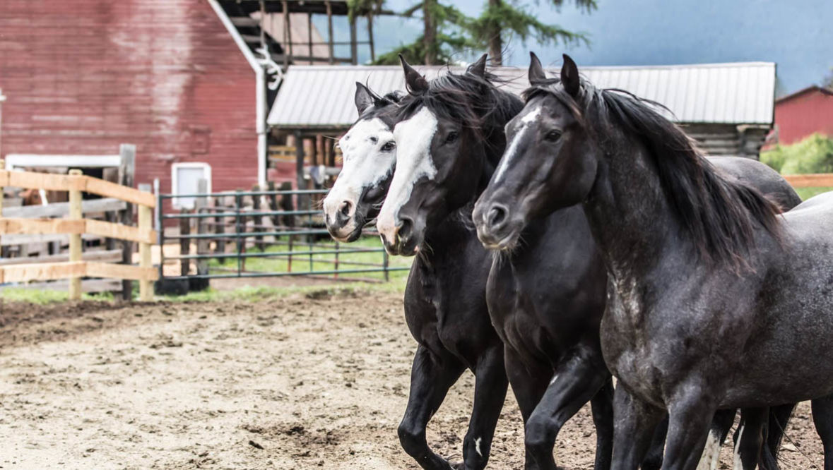 A gang of three horses at Three Bars Ranch