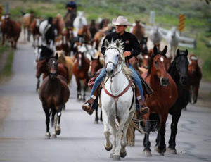 Cowboy leading a gather of horses at Bar Lazy J Ranch