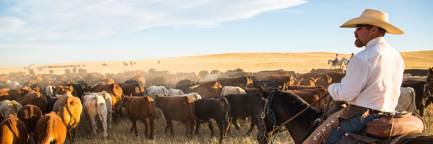 Bar W Cattle doctor on horse looking at a large group of cattle