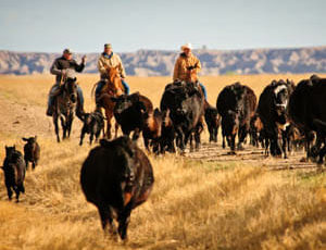 Cattle drive at Blacktail Ranch