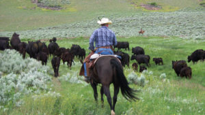 Cattle drive at Bonanza Creek Ranch