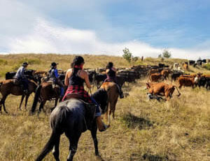 Cowgirl on a cattle drive at Bull Hill Ranch