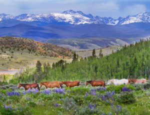 Horses green field snow capped mountains and wildflowers