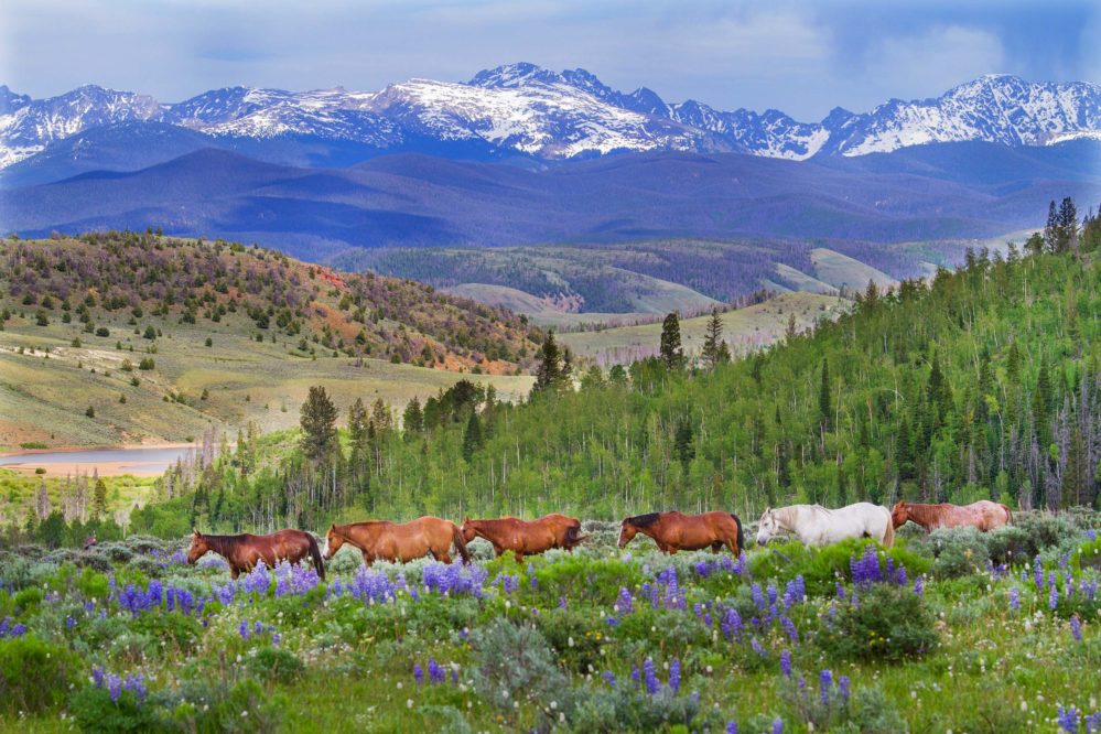 Horses green field snow capped mountains and wildflowers