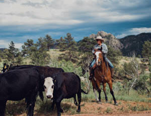 Cowboy driving cattle at Cherokee Park Ranch