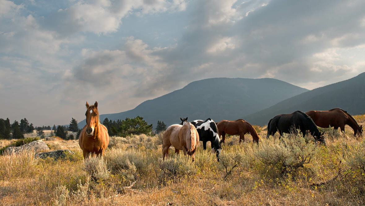 Horses grazing in a pasture at Hawley Mountain Guest Ranch