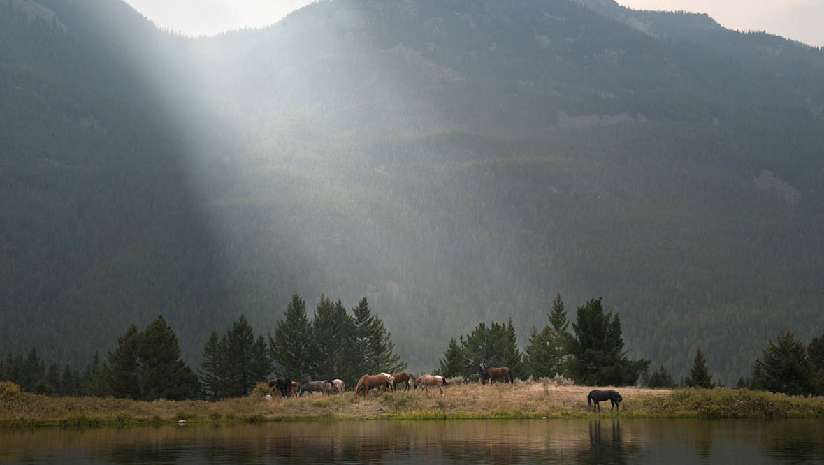 Horses walking by a lake with a mountain view at Hawley Mountain Guest Ranch