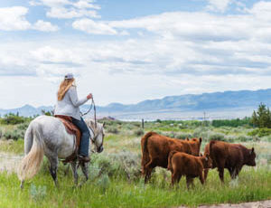 Cattle drive with Cowgirl at Hidden Hollow Ranch