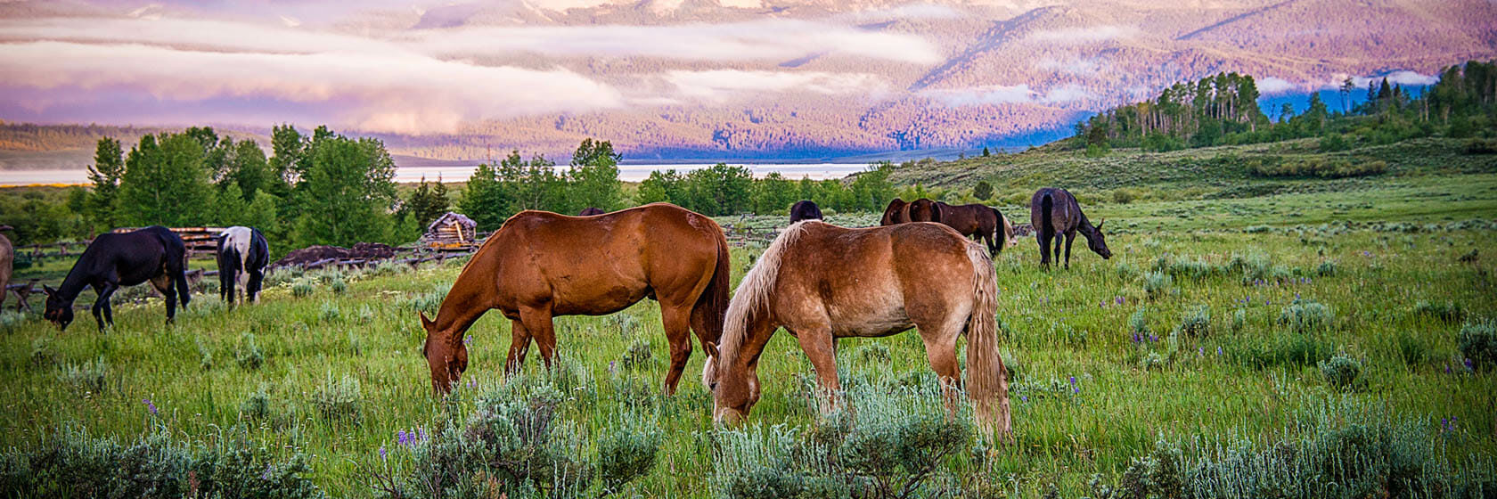 Horses grazing in a field