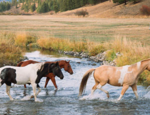 Horses crossing a creek at K Diamond K Ranch
