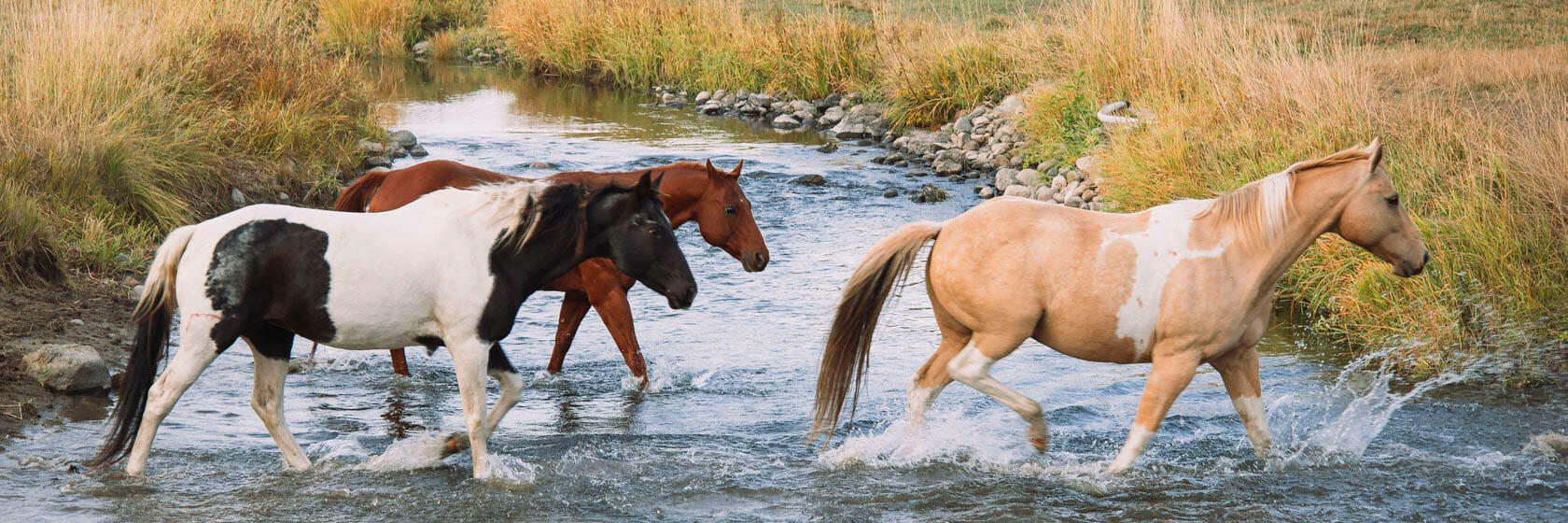 Horses crossing a river at K Diamond D Ranch