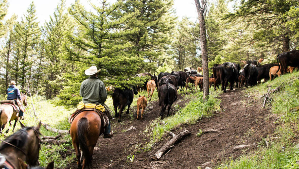 Cattle drive amongst trees at Hubbards Ranch