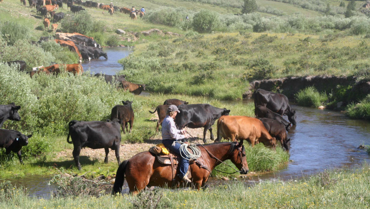 Cattle drive through a creek at Klondike Ranch