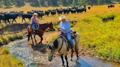Cattle drive through a river at Klondike Ranch