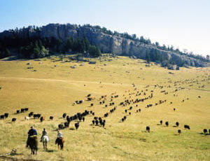 Cattle drive at Klondike Ranch