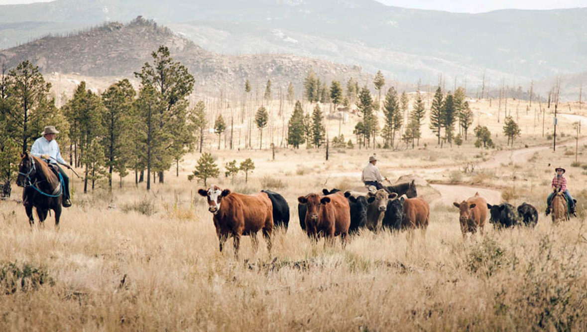 Cattle drive at Lost Valley Ranch