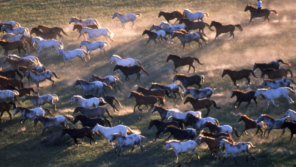 Gather of horses running at Nine Quarter Circle Ranch