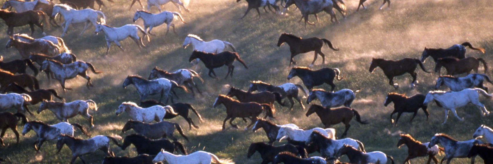 Large group of horses running