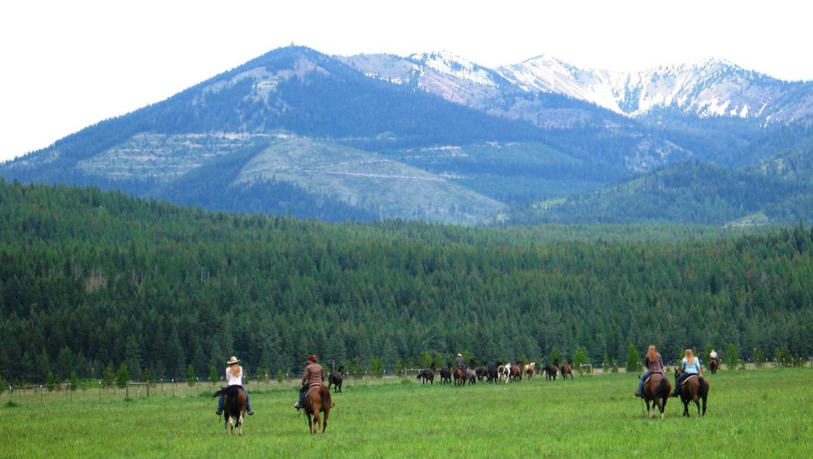 Gather of horses at Rich's Montana Guest Ranch