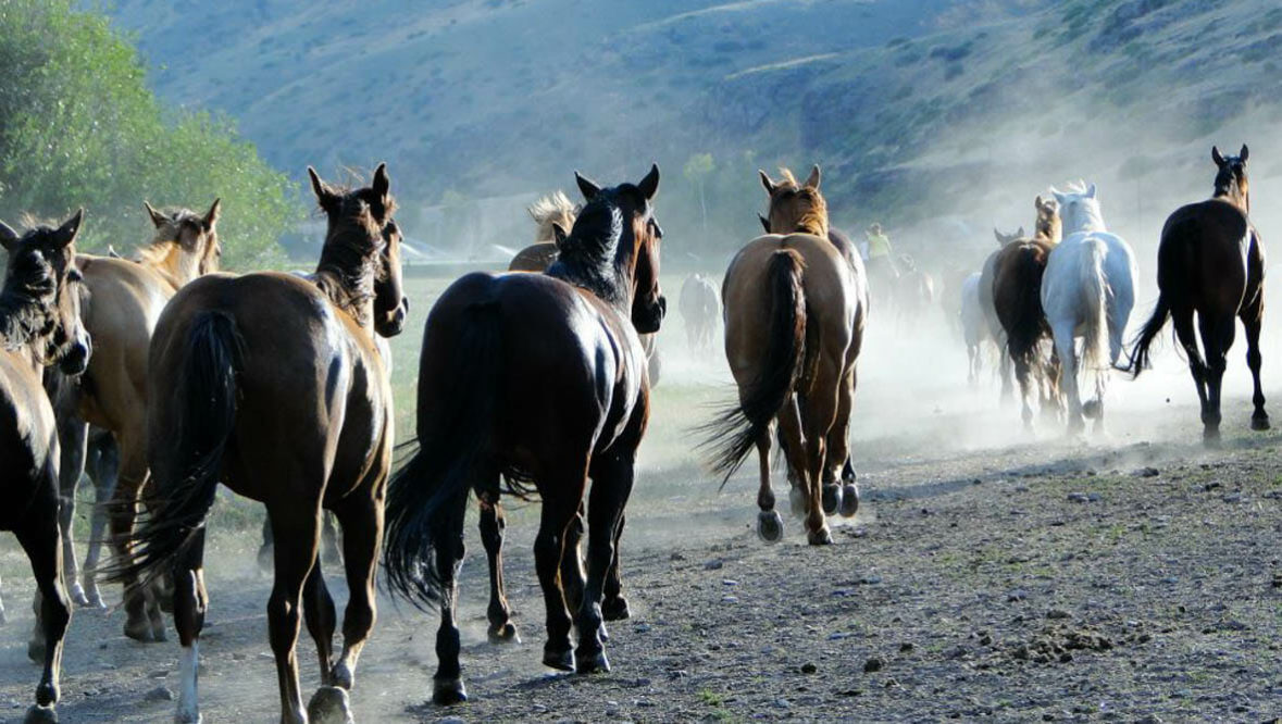 Gather of horses at Rocking Z Ranch