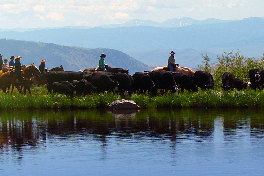 riders driving cattle next to water