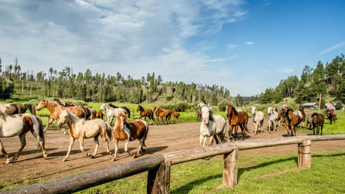 Horse running in a herd at Sprucedale Guest Ranch