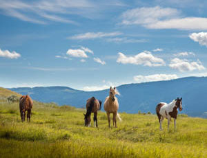Sundance Guest Ranch horses in a field