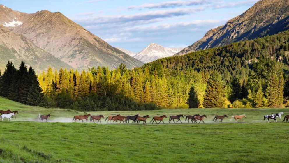 Sweet Grass Ranch Horses Running Gather 992x560 