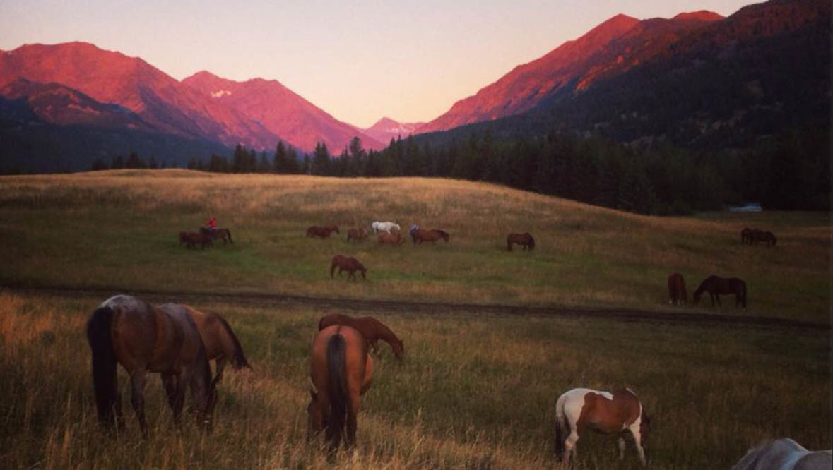 Sweet Grass Ranch horses in a field at sunset