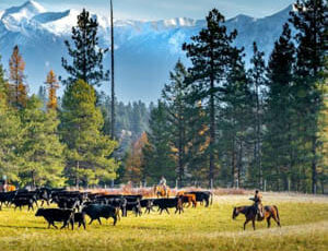 Three Bars Ranch cattle drive