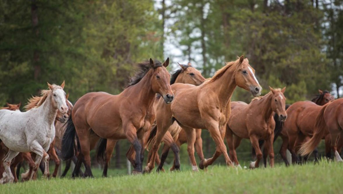 Three Bars group of horses running in a field