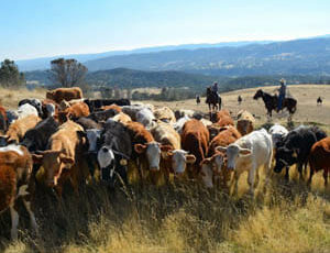 V6 Ranch cattle drive