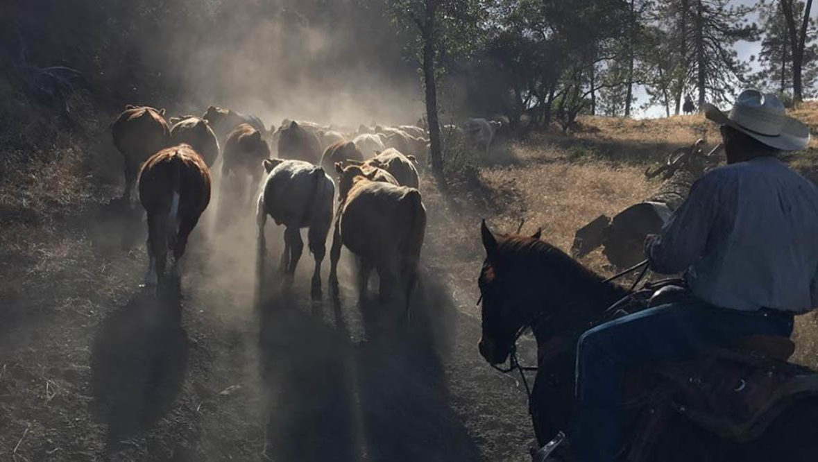 V6 Ranch dusty moving cattle