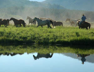Vista Verde horses by a creek