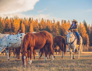 Horses grazing in a field