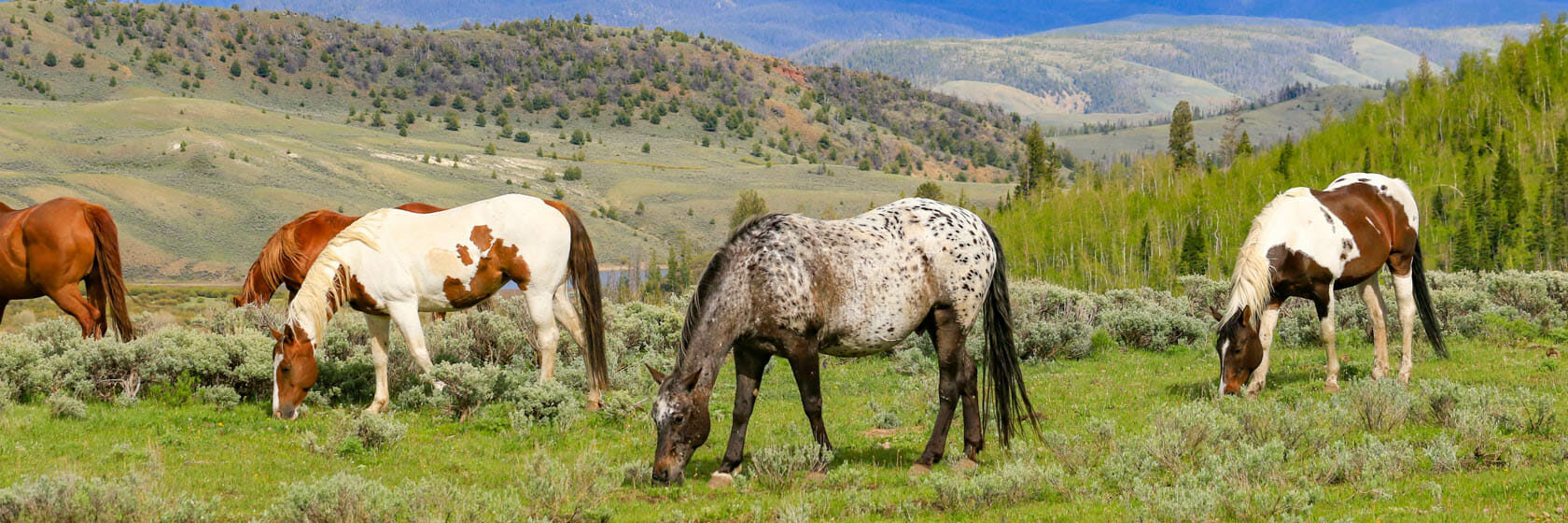 Horses grazing in a field near mountains