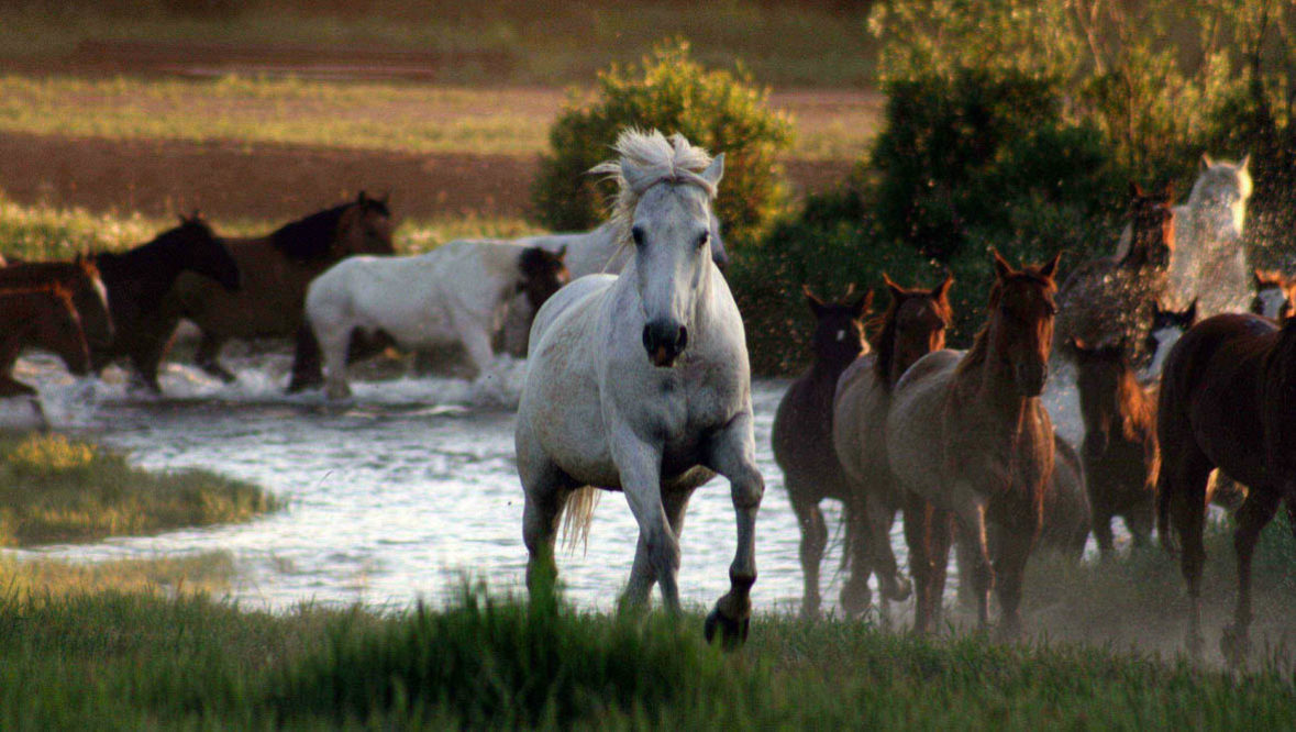 Horses running through a river at Paradise Guest Ranch
