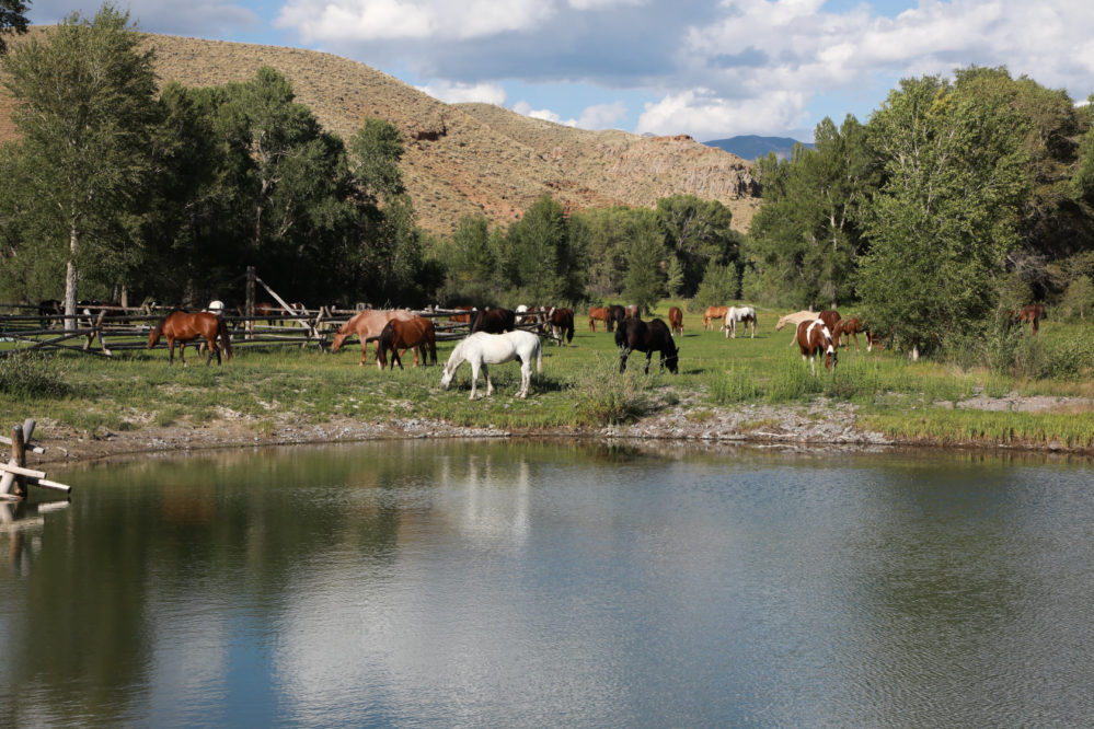 ranches grazing in green grass by pond