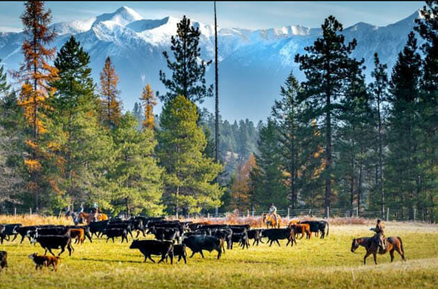 Three Bars Ranch cattle drive