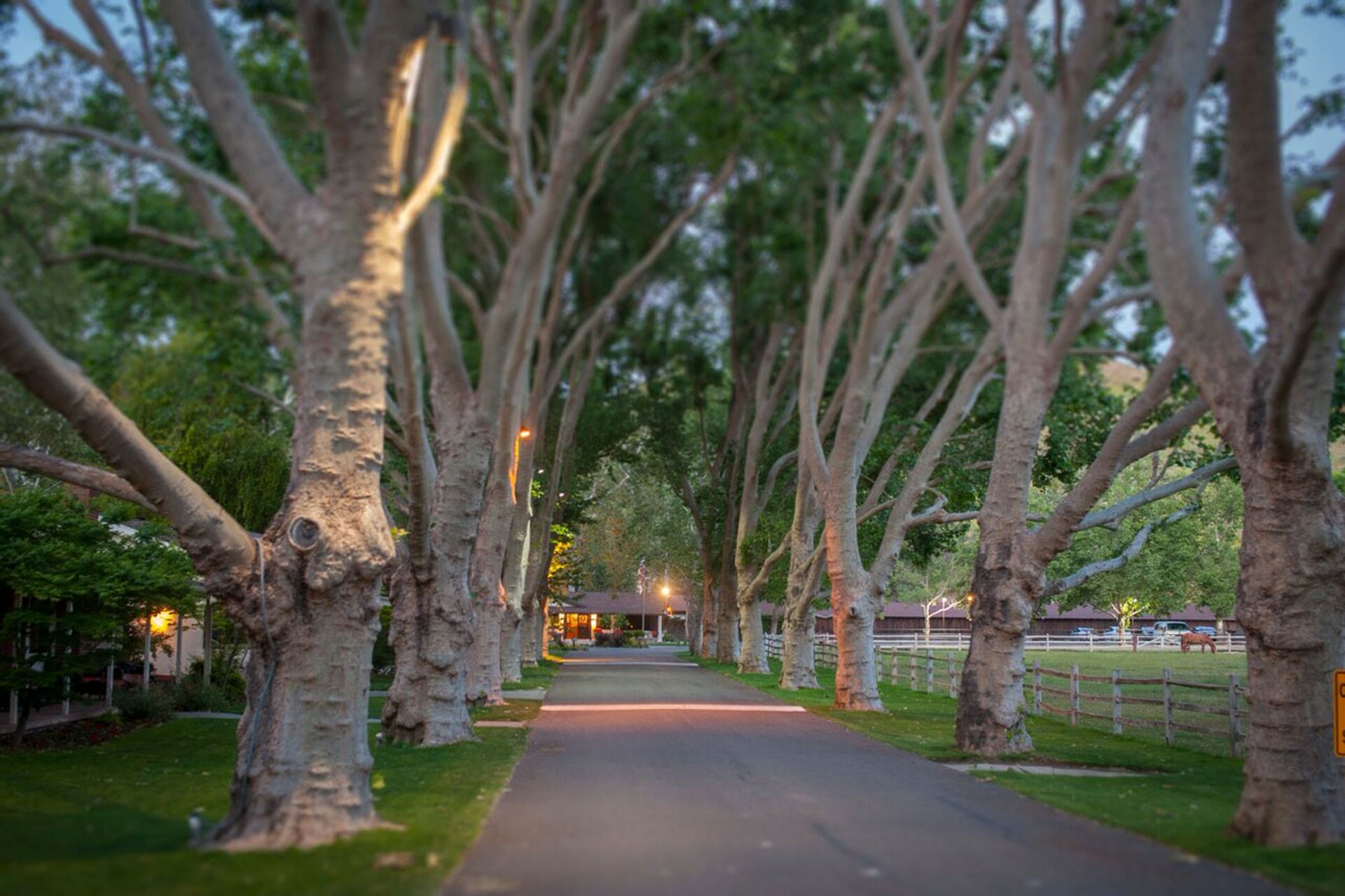 walking path through trees