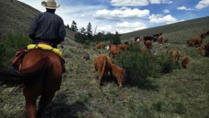 Badger Creek Ranch Trailing Cows