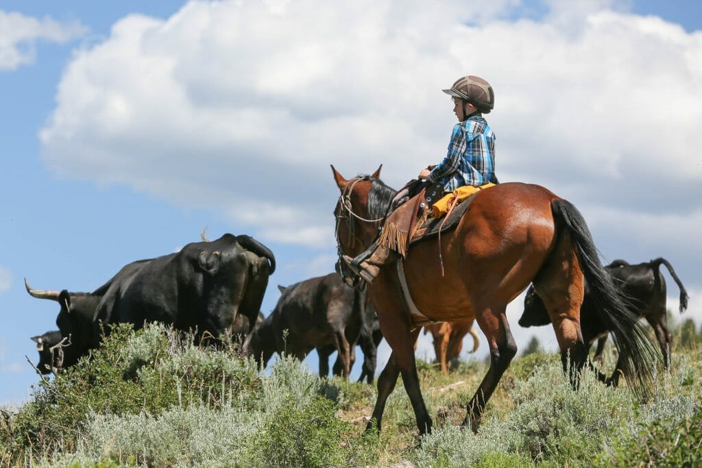 Black Mountain Cattle Drive with Kids