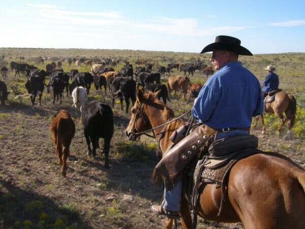Rider behind a herd of cattle