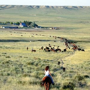 Colorado Cattle Company 
