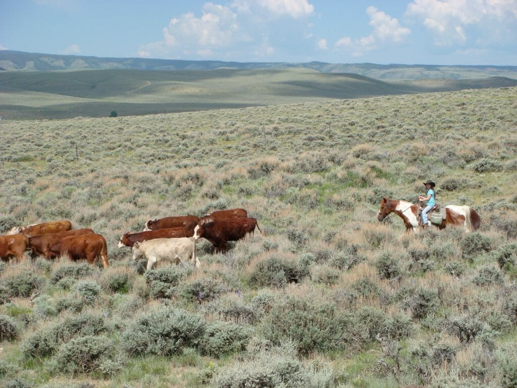 Laramie River Ranch Cattle Drive with Kids